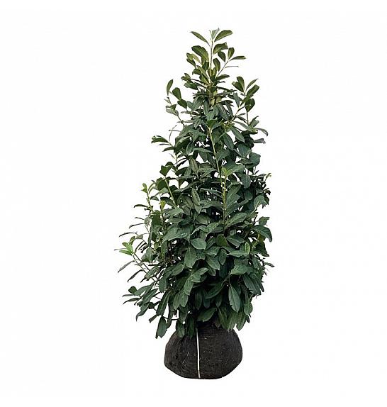 Prunus laurocerasus Novita bala 125-150 cm extra