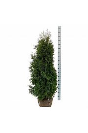 Thuja occidentalis Pyramidalis Compacta bala 120-140 cm extra