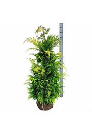 Chamaecyparis lawsoniana Ivonne bala 120-140 cm ekstra