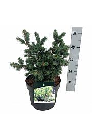 Picea pungens Lucky Strike C7,5 Lit. 30-40 cm