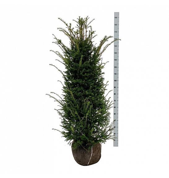 Taxus baccata bala 120-140 cm extra