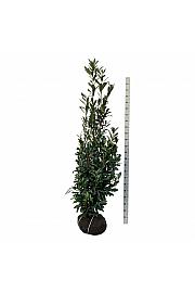 Prunus laurocerasus Caucasica bala 175-200 cm extra