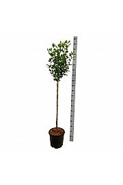 Hibiscus syriacus Marina C15 Lit. Na steblu 90 cm