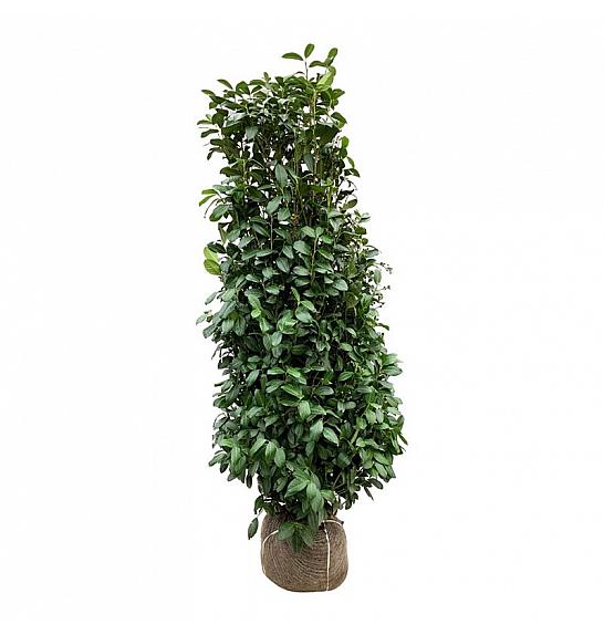 Prunus laurocerasus Obelisk bala 175-200 cm extra