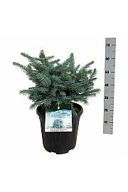 Picea pungens Karpaten C15 Lit. 40-50 cm