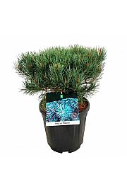 Pinus sylvestris Watereri C15 Lit. 30-40 cm