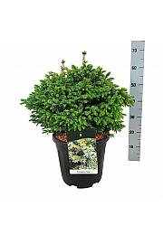 Picea omorika Nana C15 Lit. 40-50 cm