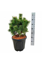 Pinus mugo Mumpitz C15 Lit. 30-40 cm
