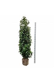 Prunus laurocerasus Genolia ® bala 200-225 cm extra