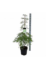 Acer palmatum dissectum C14 Lit. 100-125 cm
