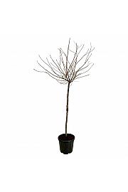 Prunus subhirtella Autumnalis Rosea C30 Lit. Na steblu 120 cm extra