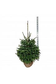 Abies nordmanniana bala 125-150 cm dodatno