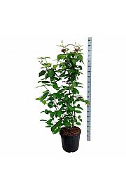 Calycanthus raulstonii Aphrodite C30 Lit. 125-150 cm extra
