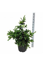 Picea pungens Lucky Strike C30 Lit. 60-80 cm extra