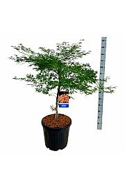 Acer pseudosieboldianum Ice Dragon® C30 Lit. 80-100 cm extra