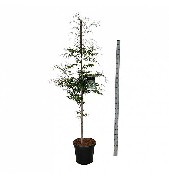 Fagus sylvatica Aspleniifolia C30 Lit. 175-200 cm extra