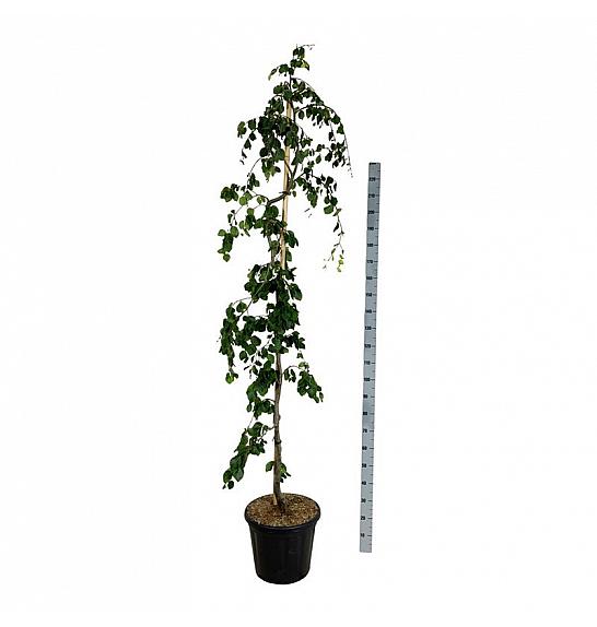 Fagus sylvatica Pendula C30 Lit. 175-200 cm extra