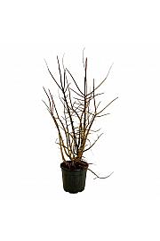 Ulmus minor suberosa C30 Lit. 125-150 cm extra