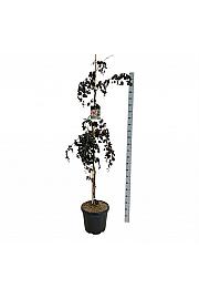 Fagus sylvatica Purple Fountain C30 Lit. 175-200 cm extra