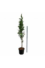 Fagus sylvatica Dawyck Gold C55 Lit. 225-250 cm extra