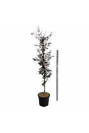 Fagus sylvatica Rohanii C55 Lit. 200-225 cm extra