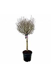 Syringa meyeri Palibin C55 Lit. Na steblu 90 cm extra