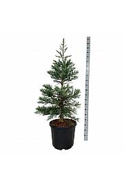 Sequoiadendron giganteum Glaucum C55 Lit. 125-150 cm extra