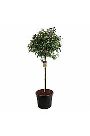 Photinia fraseri Red Robin C90 Lit. extra Na stabljici 120 cm