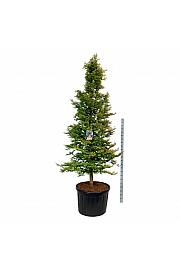Metasequoia glyptostroboides Amber Glow PBR C230 Lit. 250-300 cm; Soliter