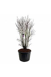 Syringa vulgaris Charles Joly C230 Lit. 175-200 cm; Soliter