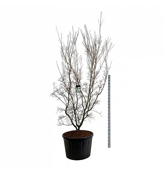 Cornus kousa China Girl C230 Lit. 225-250 cm; Soliter
