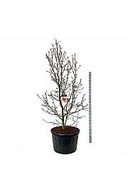 Magnolia Genie (pbr) C230 Lit. 225-250 cm; Soliter