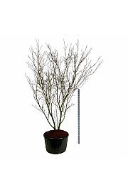 Cornus kousa China Girl C285 Lit. 250-300 cm; Soliter