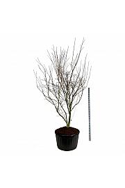 Cornus kousa Weisse Fontaine C285 Lit. 250-300 cm; Soliter
