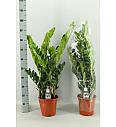 ZAMIOCULCAS; Ø21