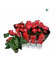 Anthurium andr. Ø14 Crveni
