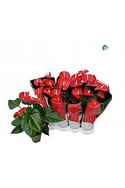 Anthurium andr. Ø14 Crveni