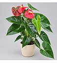 Anthurium andr Red.; Ø14 cm