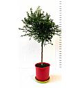 Citrus australasica Caviale Ø 22 Na stabljici od 40 cm