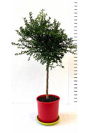 Citrus australasica Caviale Ø 22 Na stabljici od 40 cm
