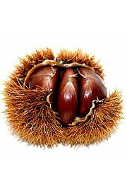 Castanea sativa Maraval C7.5 Lit. 160-180 cm