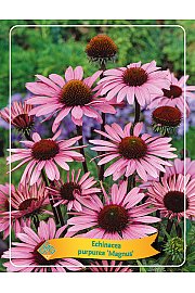 Echinacea purpurea Magnus Ø11