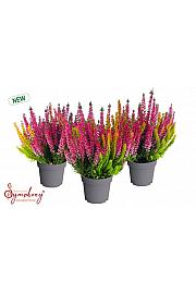 Calluna Beauty Ženski simfonijski stolić Ø 12