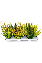 Calluna Beauty Ladies Skyline Ø 12 mix