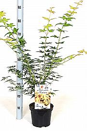 Acer palmatum Katsura C3 Lit. 30-40 cm