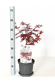 Acer palmatum Okagami C3 Lit. 30-40 cm