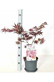 Acer palmatum Yasemine C3 Lit. 30-40 cm