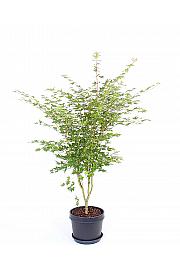 Acer palmatum Sangokaku C15 Lit. 60-80 cm
