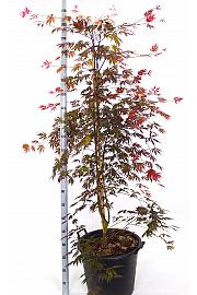 Acer palmatum Yasemine C50 Lit. 140-160 cm