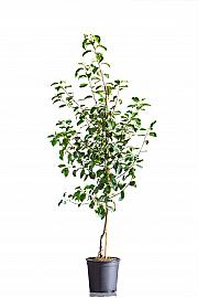 Malus domestica Gewürzluiken C10 Lit. 125-150 cm
